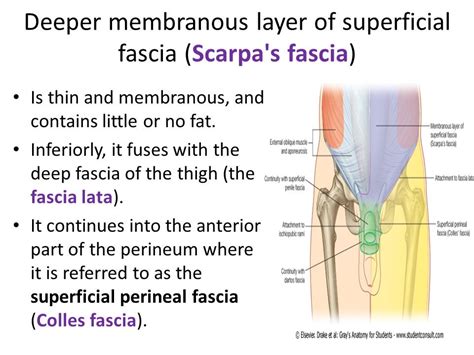 Scarpas Fascia