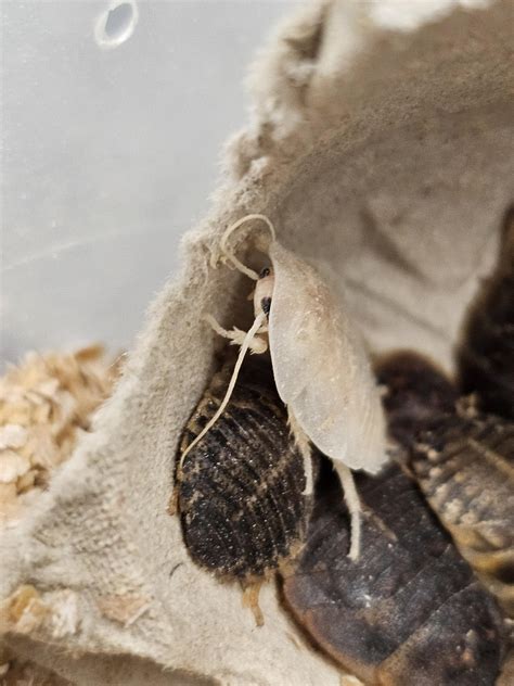 Albino Mixed In With Feeders At Work Absolute Cutie Pie R Roaches