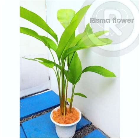 Jual Tanaman Hias Pohon Pisang Heliconia Karibay Promo Tanaman Hias