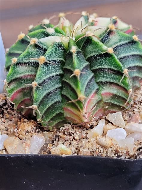 Gymnocalycium Mihanovichii Dark Green And Pale Variegation Stunning