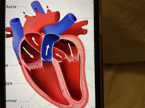 Schaubild Anatomie Quizlet