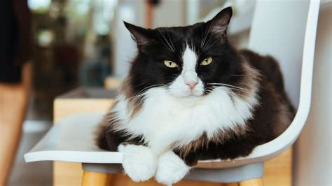 Tuxedo Cats 10 Fun Facts You Need To Know Petsradar