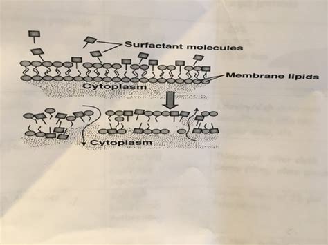 BIO 205 Exam 2 Flashcards Quizlet