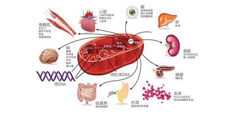 嘉检医学 2线粒体病精准诊断