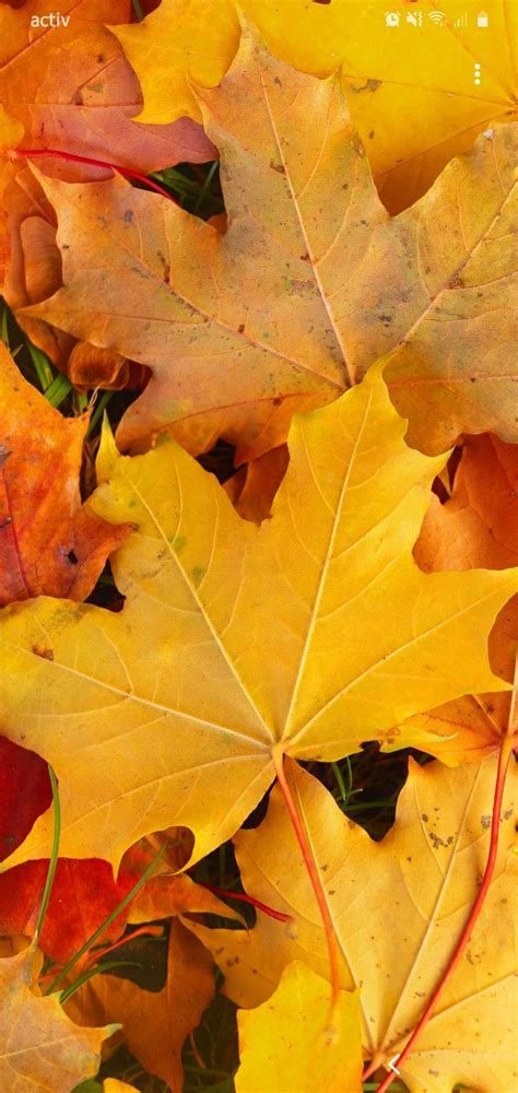 Many Different Colored Leaves Laying On The Ground