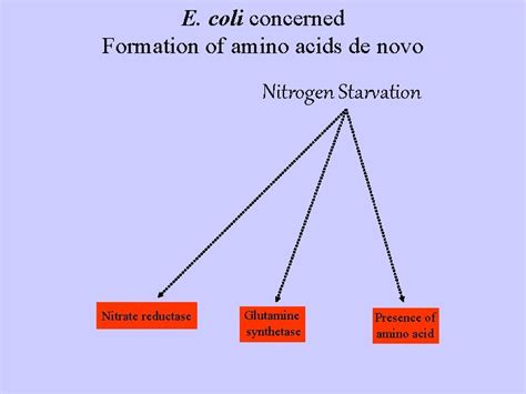 E Coli Happy Excess Of Amino Acids E