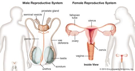 Diagrams Of Female Reproductive System 101 Diagrams