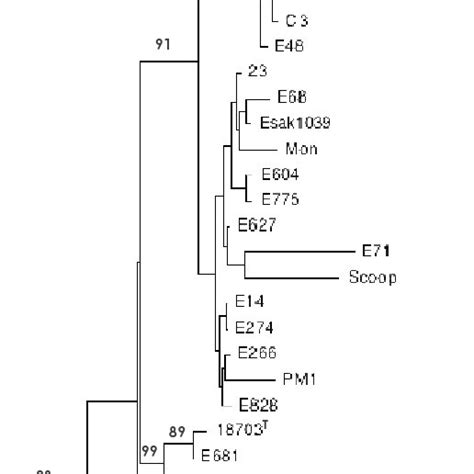 Phylogram Based On 16S RRNA Gene Sequences Using Neighbour Joining