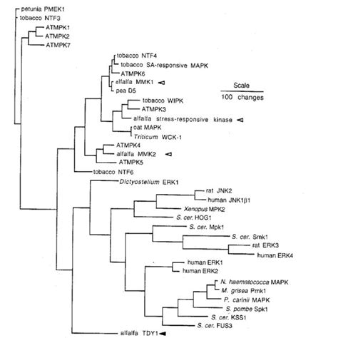 Phylogenetic Analysis Of 37 Mitogen Activated Protein MAP Kinase