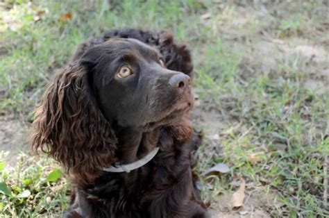 The Boykin Spaniel Colors: Do They Only Come In Brown?