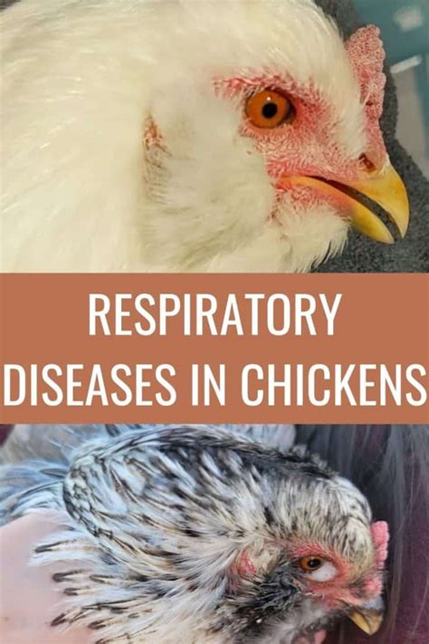 7 Respiratory Diseases In Chickens And What To Do When Your Chickens ...