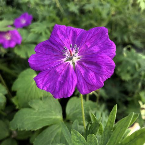 Geranium New Hampshire Purple - Buy Cranesbill Perennials Online