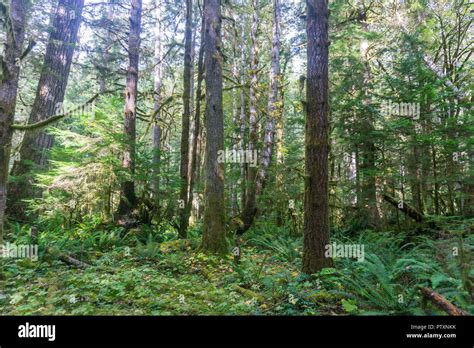 Olympic National Rainforest Stock Photo - Alamy