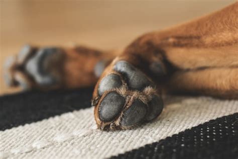 Why Do Dogs Get Blisters On The Paws Dog Discoveries