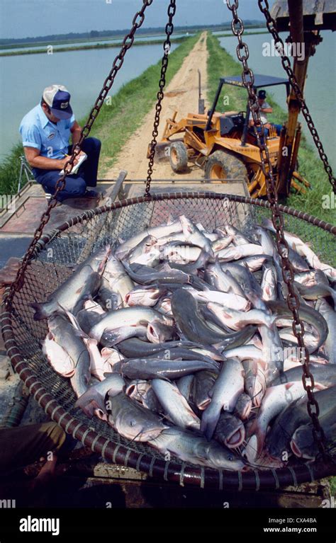 Farm Raised Catfish Hi Res Stock Photography And Images Alamy