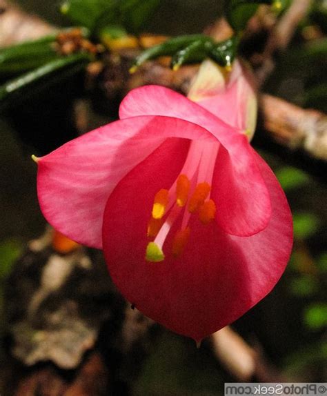 National flower of chile photos