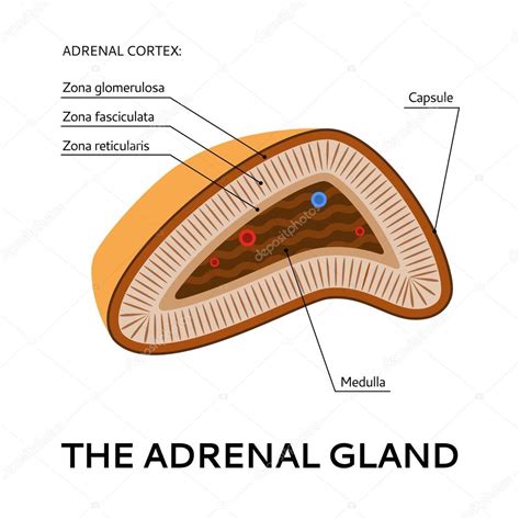 La Glándula Suprarrenal Esquema Médico Ilustración Desde El Punto De