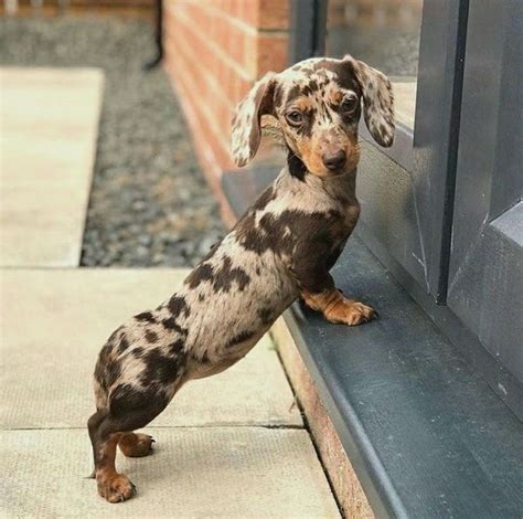 Meet the Playful and Unique Dapple Dachshund