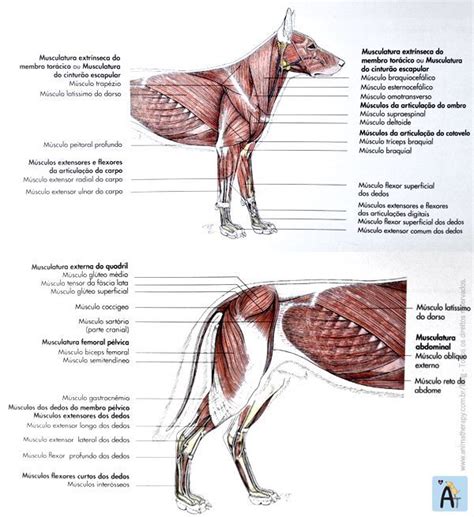 Vet Tech School Vet Tech Student Vet Medicine Veterinary Medicine