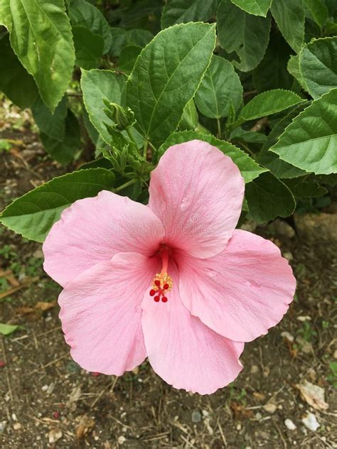 Flor Rosada Del Syriacus Del Hibisco Imagen De Archivo Imagen De Hoja