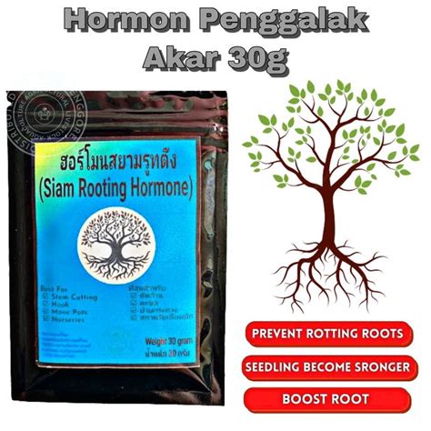 30g Original Thailand Siam Rooting Hormonebaja Akarhormon Penggalak