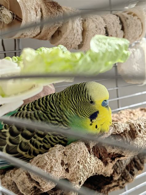 Why Do Budgies Molt The Importance Of Molting For Budgerigars Health