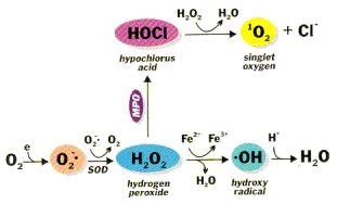 Generation Of Reactive Oxygen Species Where Mpo Is Myeloperoxidase And