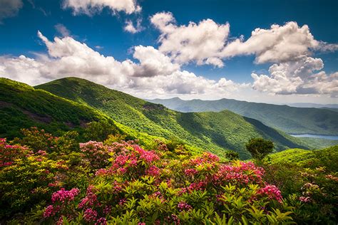 Asheville NC Blue Ridge Parkway Spring Flowers Landscape Photography ...