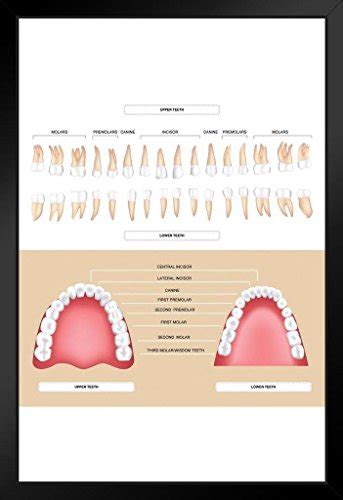 Buy Foundry Human Dental Anatomy Permanent Tooth Diagram Educational