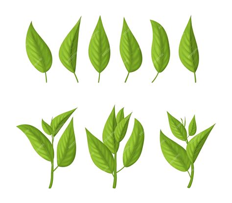 Premium Vector Realistic 3d Detailed Green Tea Leaves Set Elements Of