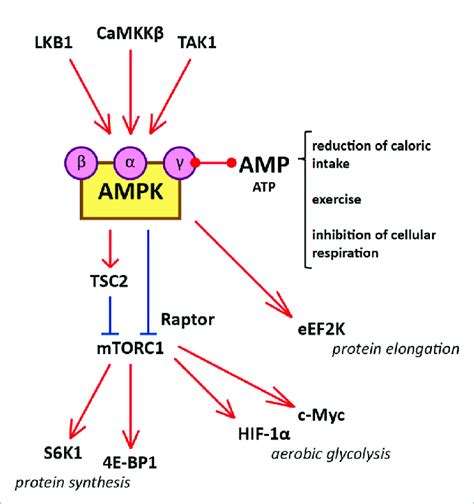 Diagram Illustrating The Interaction Between AMPK And MTORC1 And