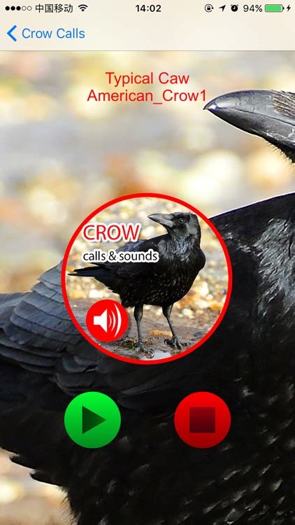 Crow Hunting Calls & Sounds - Real Sounds by Jing Ren