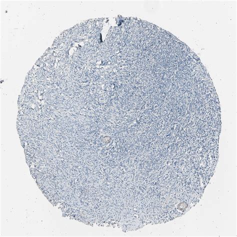 Tissue Expression Of Ldlr Staining In Ovary The Human Protein Atlas