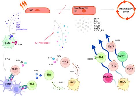 A Schematic Representation Of Pro Inflammatory Events Facilitated Download Scientific Diagram