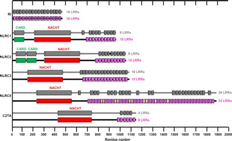 Schematic Representation Of The Domain Structures Of NLRC5 And