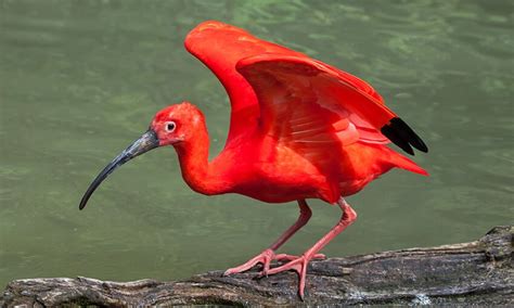 The 3 Pink Birds in Florida - Wild Bird Scoop