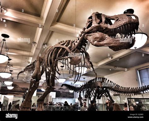 Tyrannosaurus rex or T-Rex at the American museum of natural history in ...