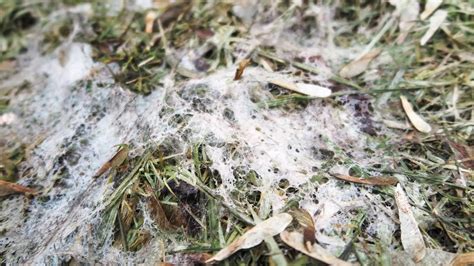 How To Treat Snow Mold In Iowa A Lawn And Landscape