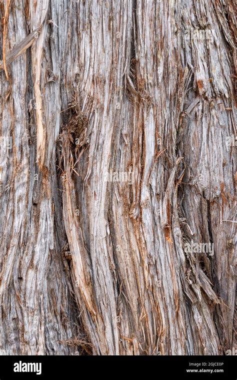 USA, Colorado, Mesa Verde National Park, Shaggy bark of Utah juniper ...