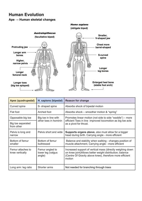 91606 Demonstrate Understanding Of Trends In Human Evolution Biology