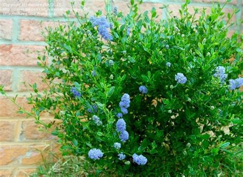 Plantfiles Pictures Blueblossom Ceanothus California Lilac Blue