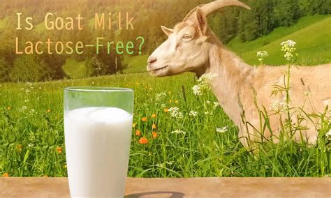 Is Goat Milk Lactose-Free? - The Coconut Mama