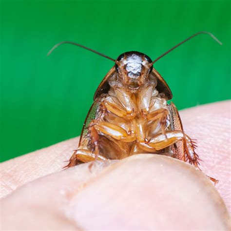 Unveiling the Enigma: Baby Roach Appearance Explained