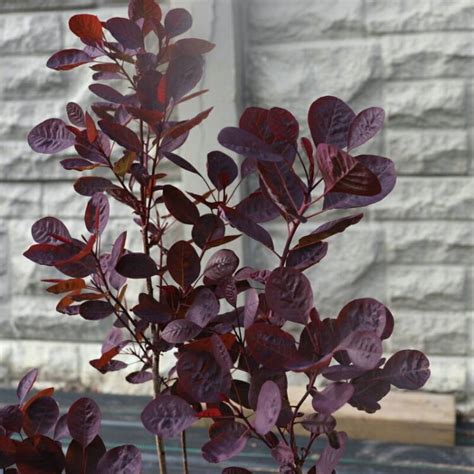 Cotinus Coggygria Lilla Smoke Bush Lilla Uploaded By