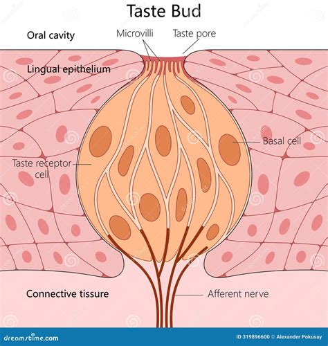 Taste Bud Histology Labled