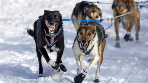 Iditarod Sled Dog Race Faces Financial Issues