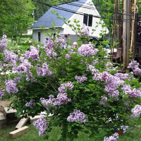 Dwarf Lilac | Dwarf lilac, Plants, Lilac