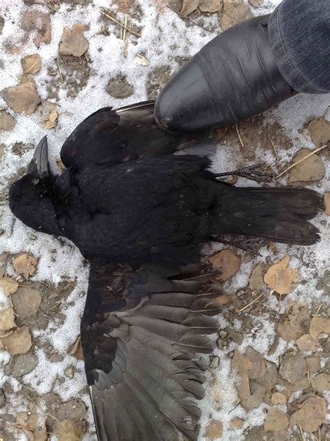 Черная ворона в средней полосе? - Guns.ru Talks