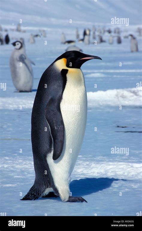 Manchot Empereur Kaiserpinguin Emperor Penguin Aptenodytes Forsteri