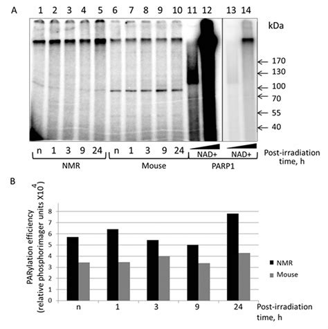 Naked Mole Rat Cells Display More Efficient Excision Repair Than Mouse Cells Figure F Aging